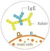 Xolair-E